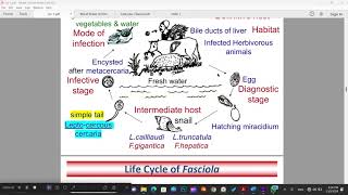 Fasciola  Hepatic flukes  Helminthology [upl. by Airdnaid]