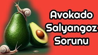 Avokado Salyangoz Sorunu ve Çözümü [upl. by Onavlis]