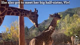 Giraffe Calf Explores the Big Yard at CMZoo [upl. by Valer]