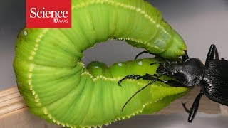 Watch this caterpillar fling its beetle attacker through the air [upl. by Etteniotnna]