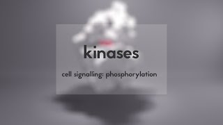 Cell signalling kinases amp phosphorylation [upl. by Ennaej]