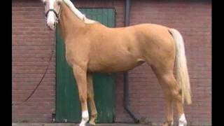 KWPN Palomino from Animo mother SOLD [upl. by Etnohc26]