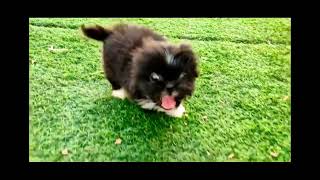 Our lucky dog euro lhasa apso running in slow motion  doglover  dog  dogshorts  doglife [upl. by Nnayelsel]