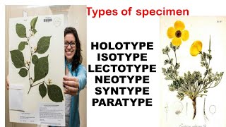 types of specimen in plant diversityholotypeisotypelectotypeneotypesyntypeparatype [upl. by Porcia]