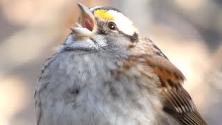 White throated sparrow bird song  call  sounds [upl. by Elleraj]