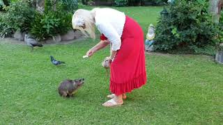 Dassie is very gentle but teeth very sharp [upl. by Pilloff]