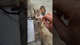 Cook pig intestines for cats to eat [upl. by Canute952]