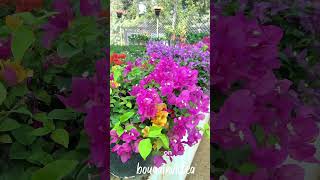 Bougainvillea Flowering Tips🌸🌼 garden ecoonplants [upl. by Anrym]