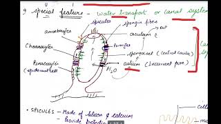 class 11 porifera [upl. by Yaf]