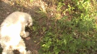 Tartufo Scorzone  Ricerca in Tartufaia Naturale [upl. by Doughman]