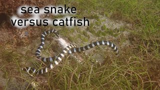 Sea Snake versus Catfish amp Toxic Sea Slug [upl. by Gunner36]