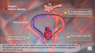 Gas Exchange and Partial Pressures  Animation [upl. by Niltiac]