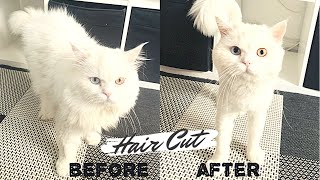 Cat Grooming  Hair Cut  Persian  Snowy [upl. by Slaughter]