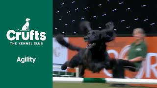 Small Dogs with Big Performances  Crufts 2022 [upl. by Otreblig]