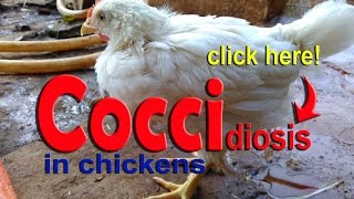 Coccidiosis in Chickens Poultry Diseases Symptoms Eimeria Infection amp Treatment [upl. by Jennee810]