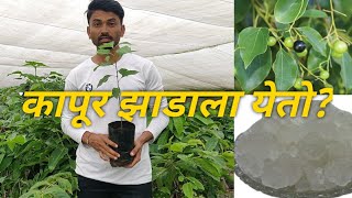 Camphor Tree  कापूर झाडाला येतो की अजुन कुठेतरी [upl. by Trust]