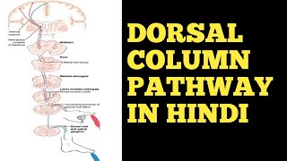 Dorsal Column Pathway In Hindi cnsphysiology physiologynervoussystem neurology Doctors Corner [upl. by Maurita]