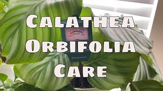 How to Care For Calathea Orbifolia House Plant Care Tips Costa Farms [upl. by Oza933]