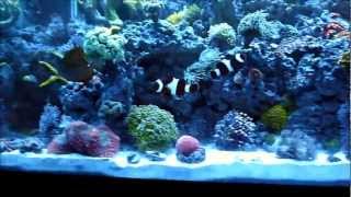 65 Gallon Reef Tank Saltwater Aquarium [upl. by Rheims]