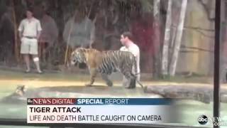 Deadly Tiger Attacks Handler During Training Exercises In Australia Zoo [upl. by Fonda]