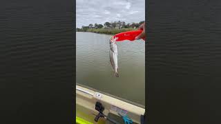 Port Lavaca trout fishing [upl. by Sholem393]