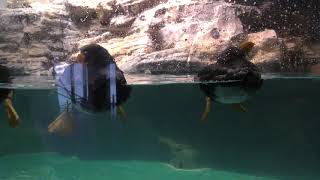 かわいいエトピリカ3連星 アクアワールド茨城県大洗水族館 2017年10月21日 [upl. by Menzies]