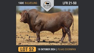 Lot 52  Vlakte Bonsmara Bulveiling  18 Okt 2024 [upl. by Ayhdiv800]