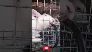 Automatic water system for rabbit whiterabbit bunny animal [upl. by Yrahca]