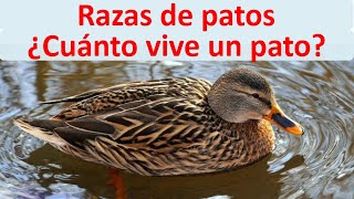 Cuanto vive un pato [upl. by Jon]