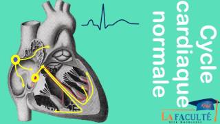 Sémiologie de lECG normal  ECG les premiers pas [upl. by Dyun483]