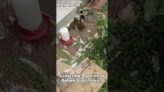 Memelihara anak Bebek lucu usia 10 hari bebek hewanlucu ternak [upl. by Aicilef862]