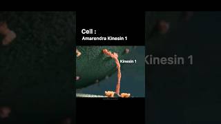 CELL DIVISION AND KINESIN SUPERMACY ft BAHUBALIBIOCHEMISTRY CLASS shortsvideo bahubali biology [upl. by Ash]