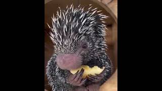 Porcupine eating an apple 😊 [upl. by Ellatsyrc]