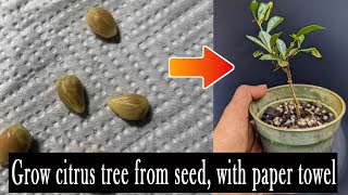 Kumquat from seed update easy way to grow citrus from seed [upl. by Neladgam]