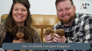 Our Available Cavapoo Puppies [upl. by Lynnette]