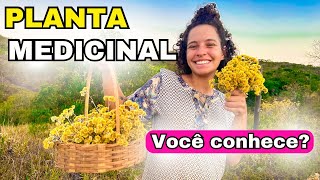 VOCÊ CONHECE ESSA PLANTA  Diretamente de SÃO THOMÉ DAS LETRAS [upl. by Courtenay95]