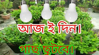 চন্দ্রমল্লিকা ফুল গাছের পরিচর্যা।লাইট থেরাপি। [upl. by Einej]