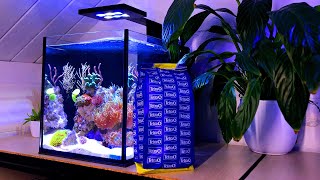 Nano Reef Tank Fish No Skimmer [upl. by Roderigo]