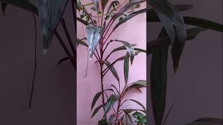 Care of Dracaena Plant Reddracaenadracaenaplant garden terracegardenshorts viralshortsviral [upl. by Devy]