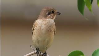 Isabelline shrike الصرد أحمر الذيل [upl. by Egiap]