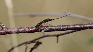 Ichneumon Wasp Ephialtes manifestator [upl. by Nnyltak127]