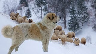 Pyrenean Mastiff  Gentle Giant Ferocious Guardian [upl. by Nosila]