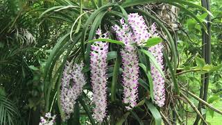 Gurulu Raja Tree Rhynchostylis retusa [upl. by Nyliac]