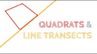 Ideas for using a LINE TRANSECT and QUADRATS [upl. by Rasaec721]