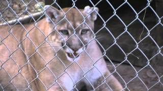 Florida Panther Meows [upl. by Iram948]