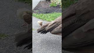 A peahen and her chick 🦚 peahen peachick peafowl babybirds [upl. by Amalberga]