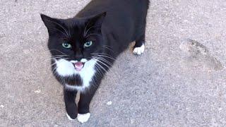 Tuxedo cat is beautiful and old cat meowing [upl. by Manolo]