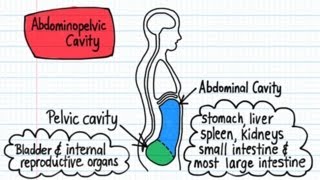 Body Cavities  Drawn amp Defined [upl. by Salman415]