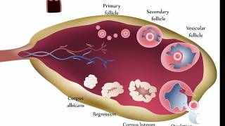 Ovarian Cysts [upl. by Penman578]