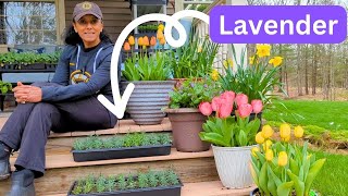 Lavender From Seed Update  Easy Peasy 💜 [upl. by Ohl]